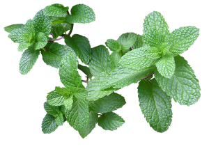 menta