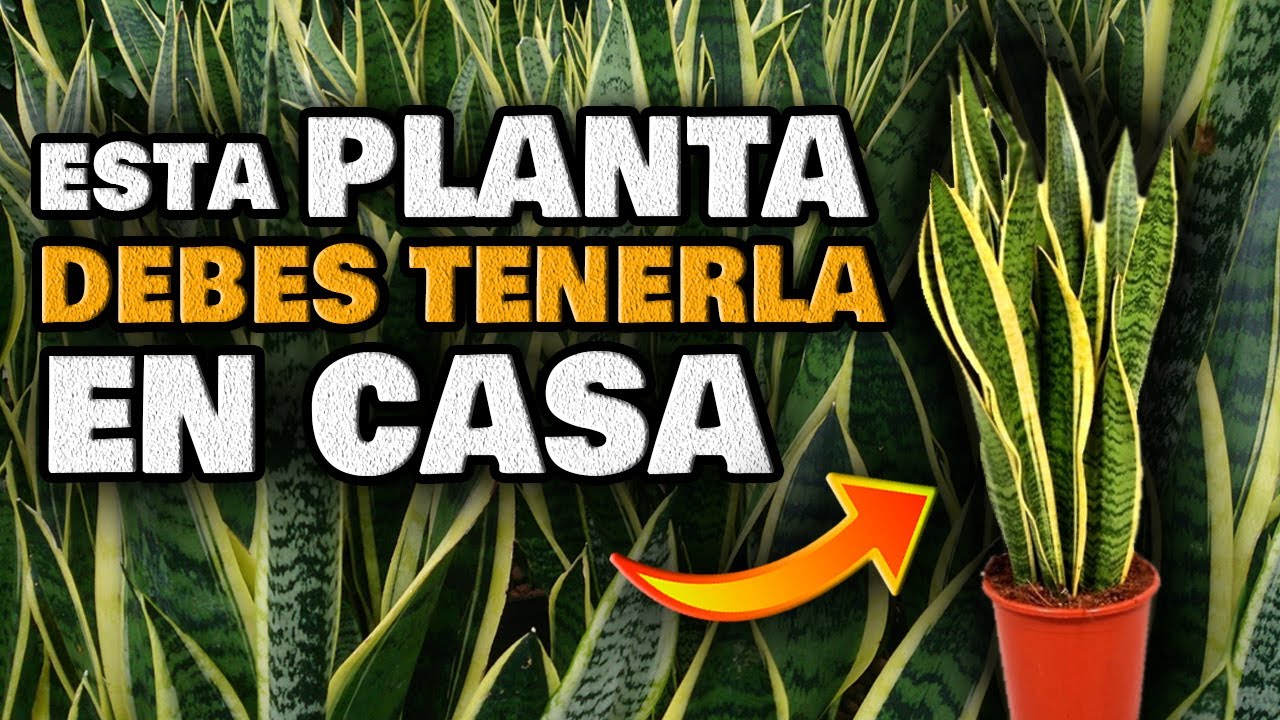 PLANTA LENGUA DE SUEGRA