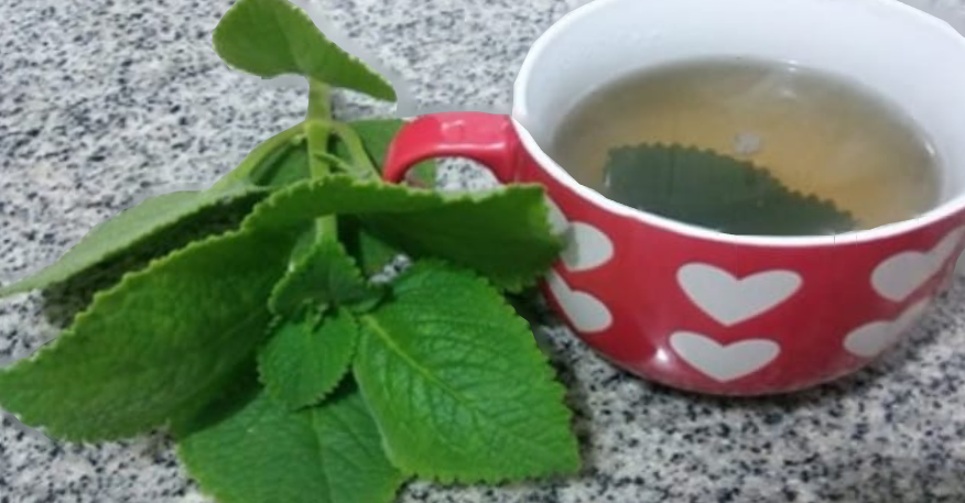 Si tienes esta Planta en tu casa, tiene un Tesoro y no lo sabías! ORÉGANO